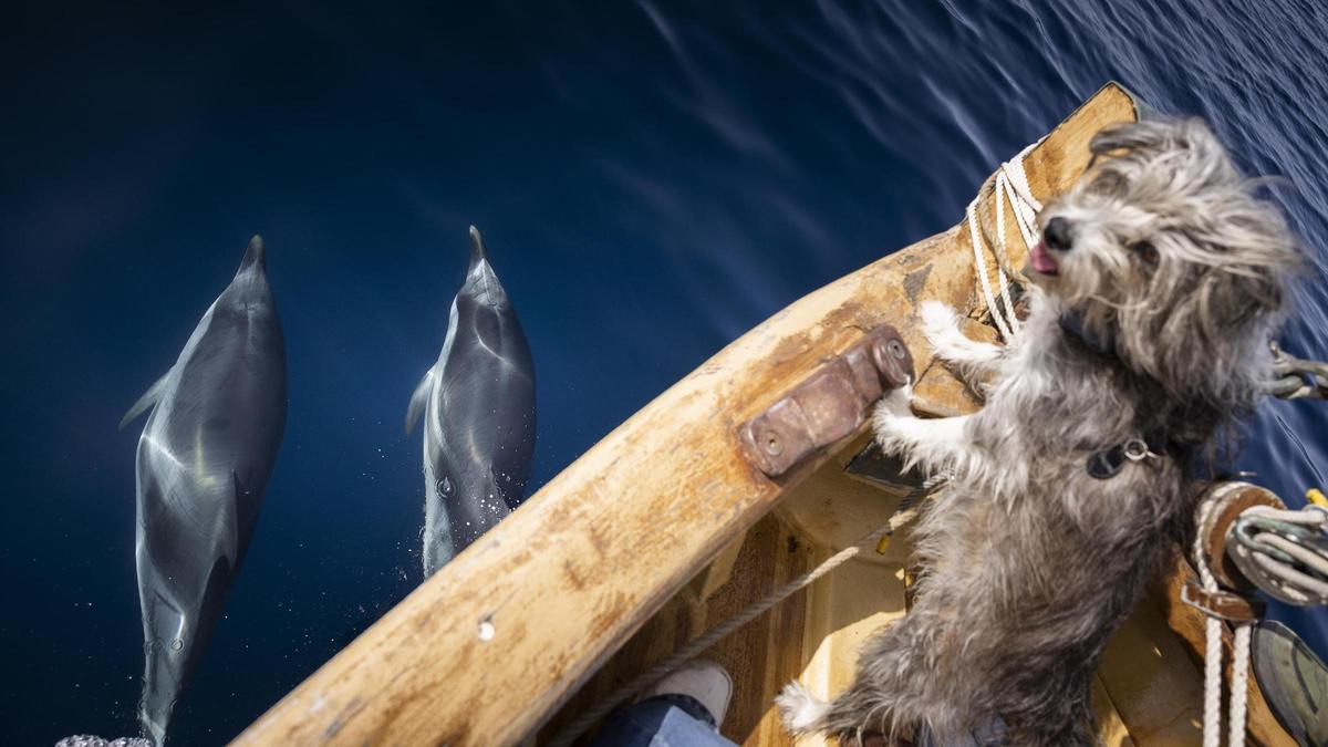 Nirvana, la perrita marinera del 'Ría de Ferrol', posa con dos delfines.