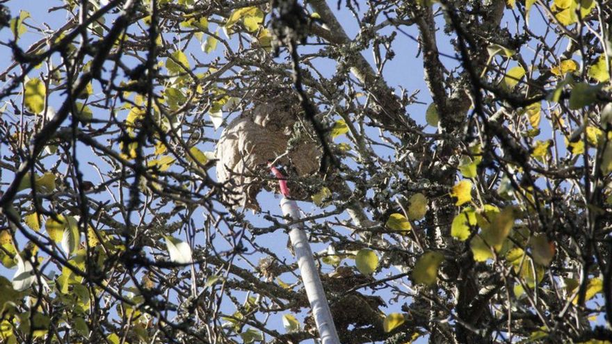 Nido de avispas velutinas en un árbol. | Gonzalo Núñez