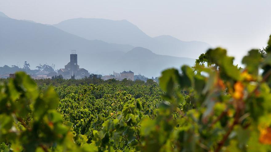 Les noves plantacions han reforçat el creixement de la DO en qualitat i representativitat