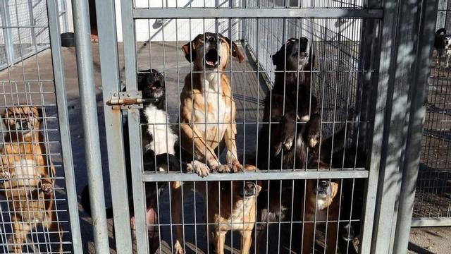Algunos de los perros que viven en el refugio de animales de A Madroa.