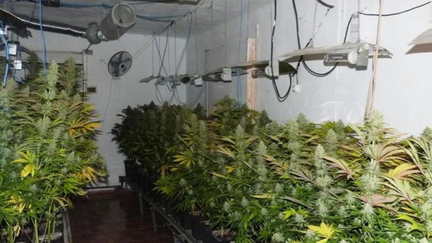 Las quejas vecinales llevan hasta una gran plantación de marihuana en Almassora