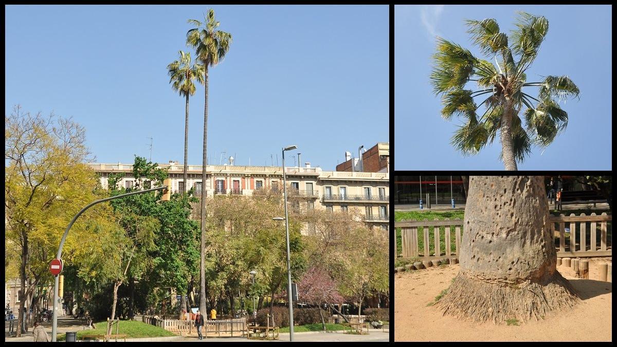 washingtonias-plaza-letamendi-barcelona