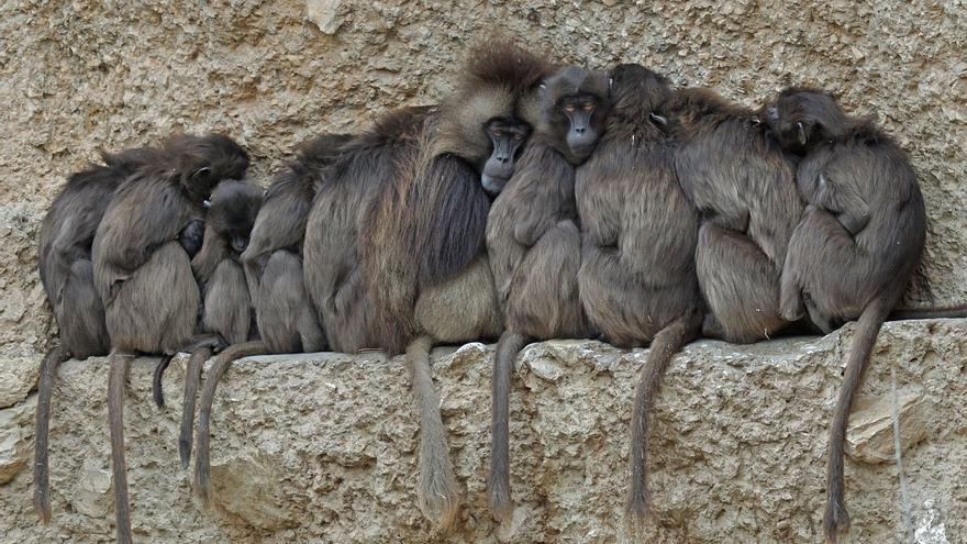 Los mamíferos que viven en grupo son más longevos que los solitarios