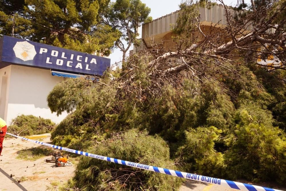 Dos heridas al caer un pino de grandes dimensiones en Cullera