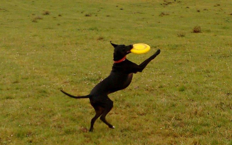 En Black atrapa el seu primer frisbee