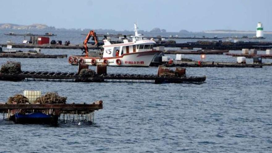 Bateas de mejillón en la ría de Arousa.  // Iñaki Abella