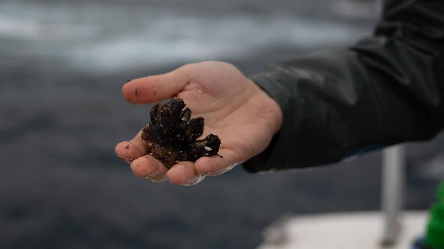 Alarma entre los mariscadores asturianos: el percebe, cada vez más escaso y pequeño