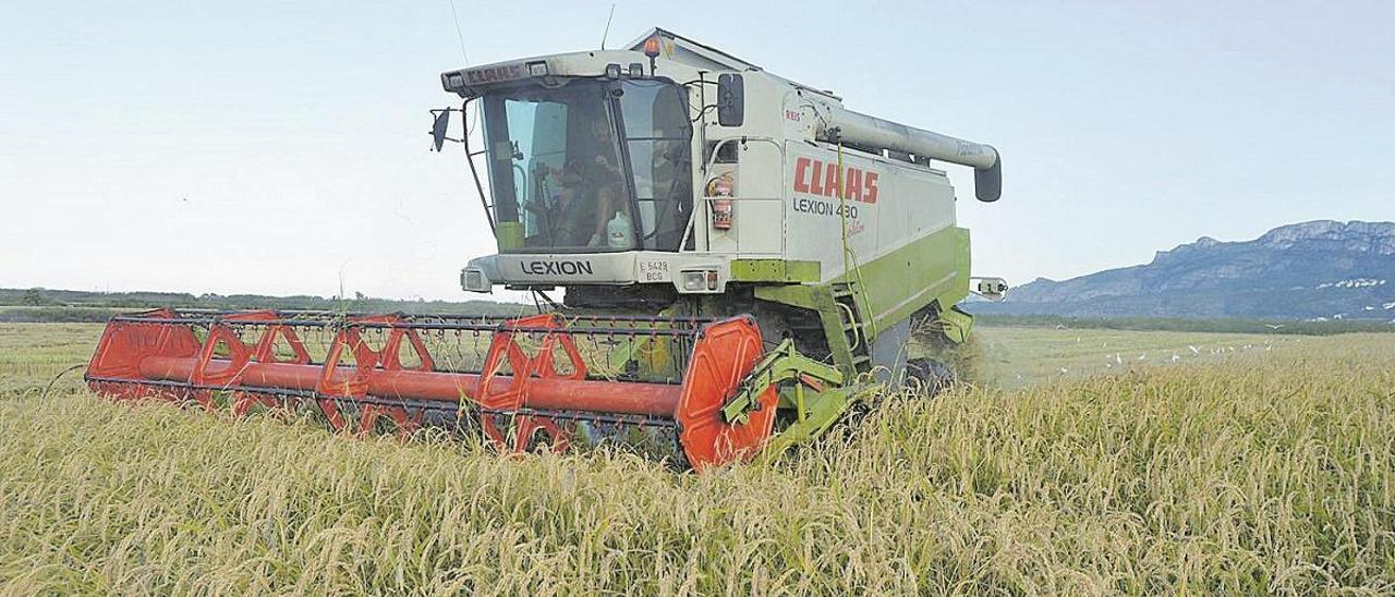 El arroz de Pego, uno de los más sanos de Europa por su bajo contenido en arsénico