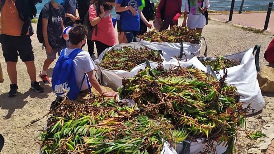 Cala Nova, limpia de plantas invasoras