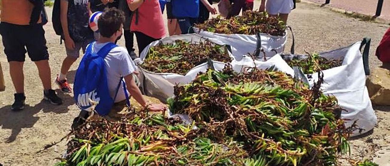 Cala Nova, limpia de plantas invasoras