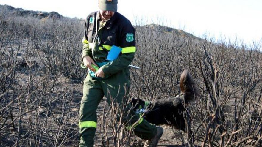 Un gos ensinistrat busca l&#039;origen del foc a Roses