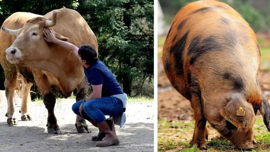 Pugna entre las dos mejores carnes del mundo: Buey Nacional de Ames y Manchado de Jabugo