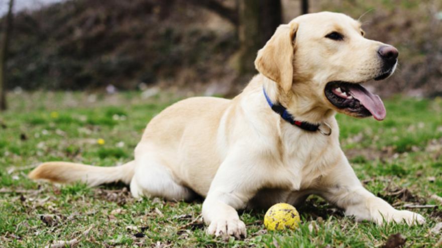 El labrador retriever es dócil y muy cariñoso.