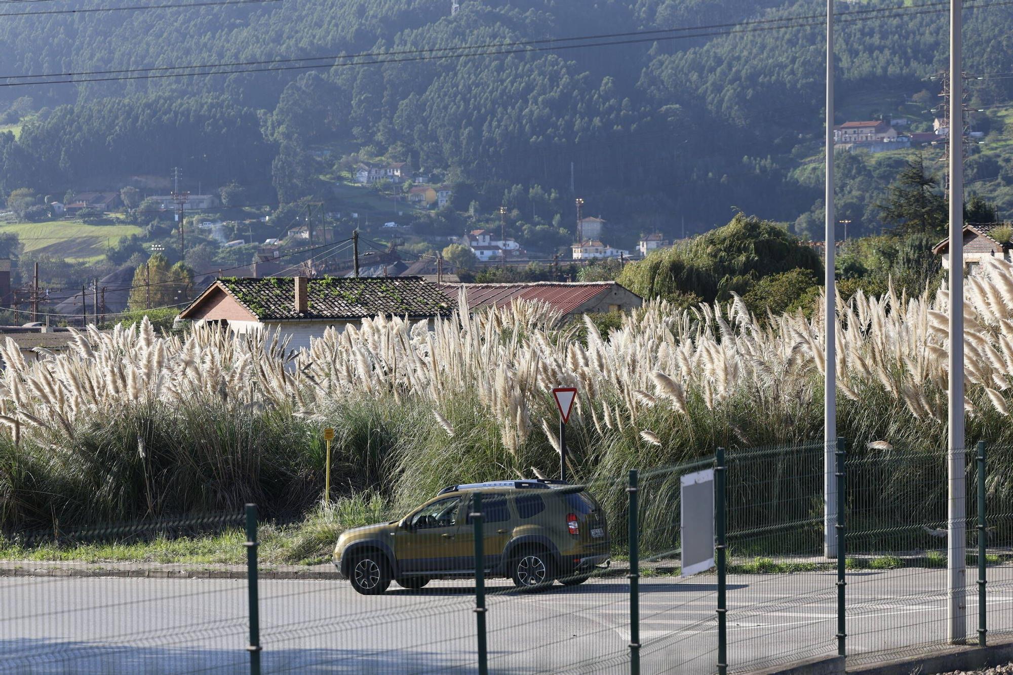 Así es la plaga que invade la zona oeste de Gijón (en imágenes)