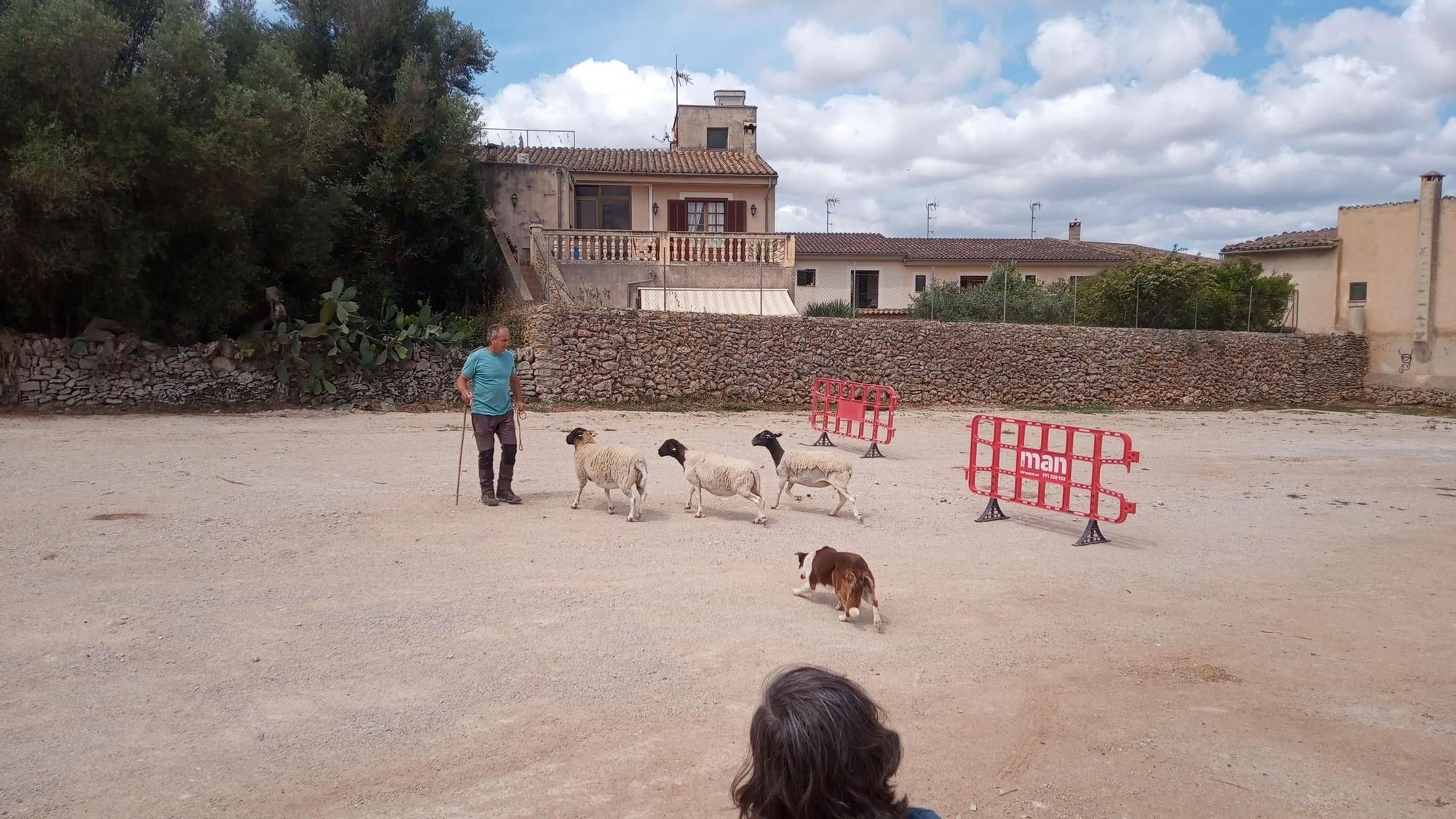 El buen tiempo anima la Fira de Sencelles