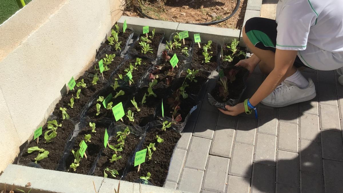 Alicante y Murcia reivindican una dieta más saludable