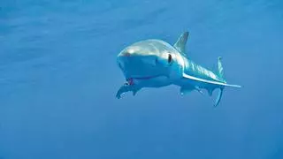 Mallorca se convierte en una reserva estratégica de tiburones