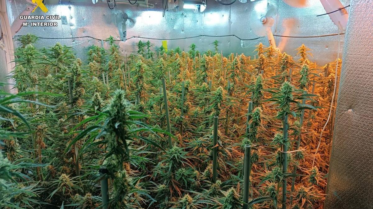La plantación de marihuana hallada en el chalé de Benitatxell