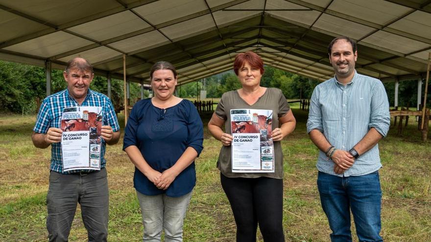 Pravia celebra este fin de semana su certamen ganadero, en el que prevé una alta participación