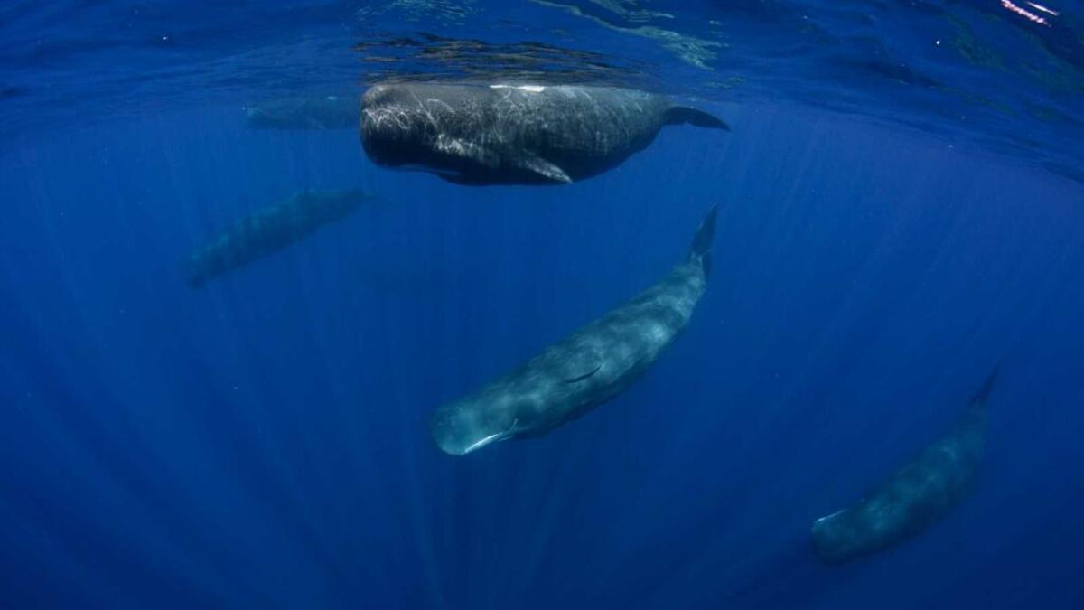 Ruido submarino: otra amenaza para la vida en los océanos
