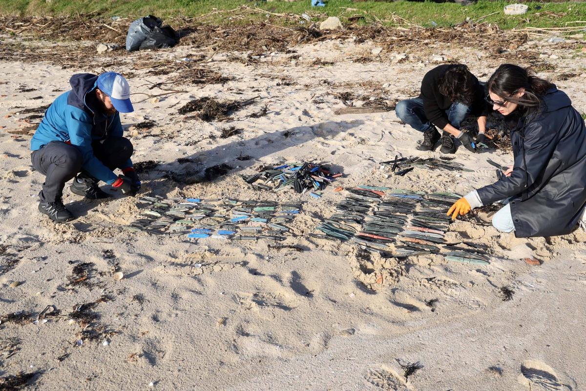 Recogida y recuento de tarugos (palillos plásticos de las bateas) en la playa de Tragove (Cambados), esta tarde.