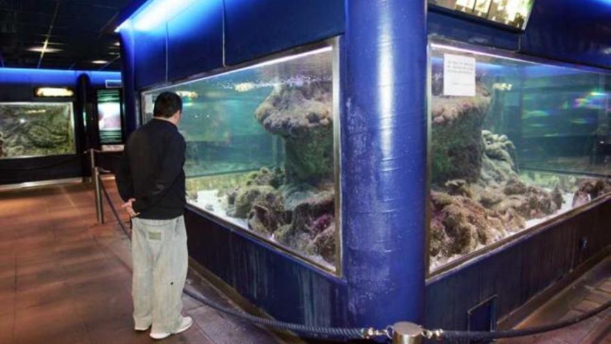 Una avería en la máquina enfriadora del acuario municipal provoca la pérdida del 30% de los peces.