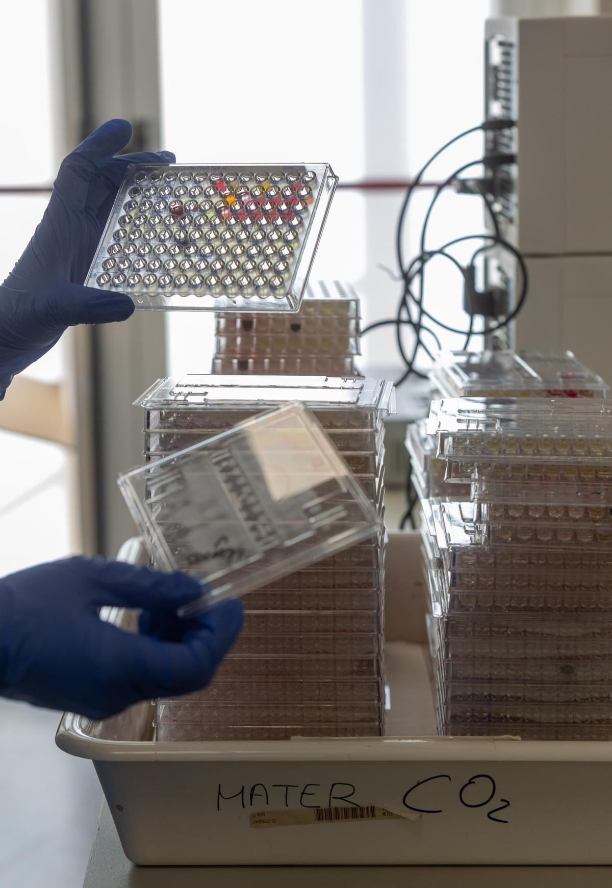 Investigación en virus y bacterias Investigación en virus y bacterias