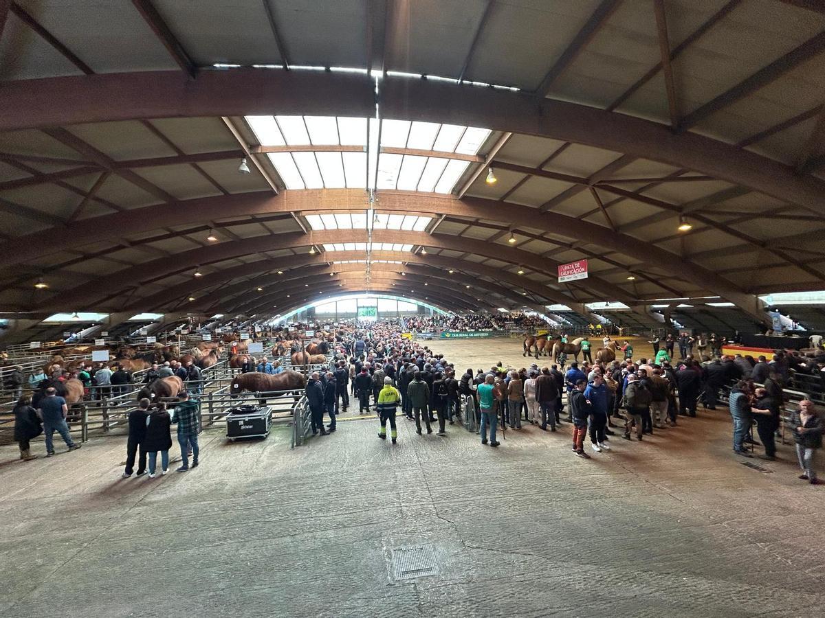 EN IMÁGENES: Concurso de Ganado Equino de la Montaña Asturiana en Pola de Siero EN IMÁGENES: Concurso de Ganado Equino de la Montaña Asturiana en Pola de Siero