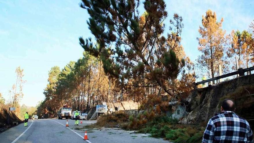 Trabajadores cortan árboles quemados en la carretera de Ponteareas a As Neves. // A. Hernández