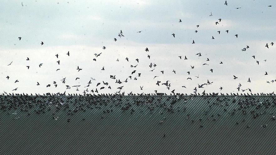 Unas aves en un núcleo urbano