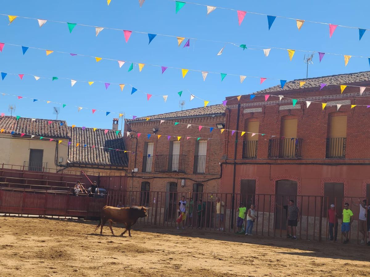GALERÍA | Morales de Toro vive su primer encierro de las fiestas de San Roque 2024 GALERÍA | Morales de Toro vive su primer encierro de las fiestas de San Roque 2024