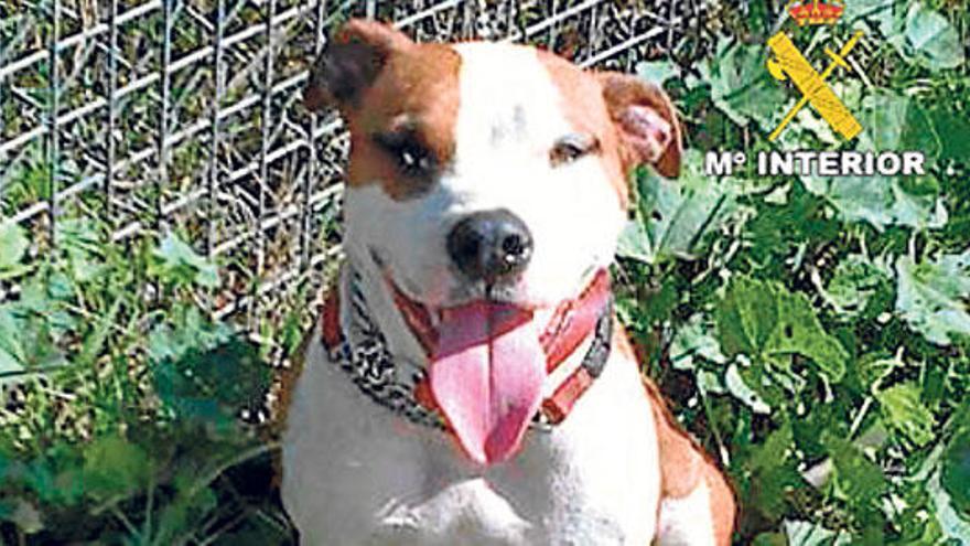 Uno de los Pit Bull sustraídos hallado en una finca de Inca.