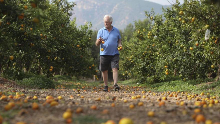 Raimundo, en su campo con naranja en el suelo. | TORTAJADA