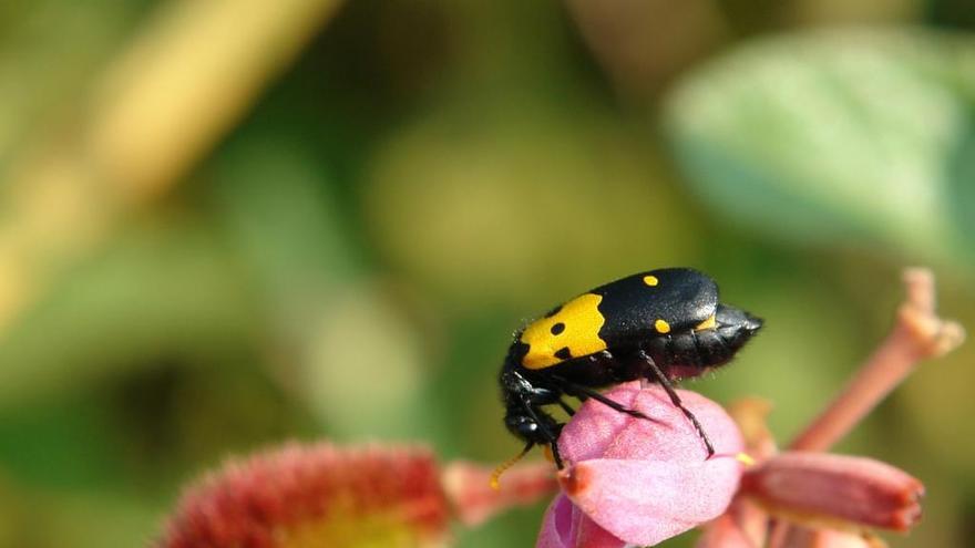 La silenciosa desaparición de los insectos en la Región