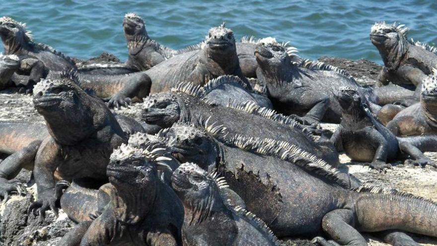 Iguanas en la Isla Fernandina de las Galápago