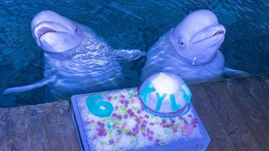 Kylu, la cría de beluga más conocida de Valencia, cumple seis años