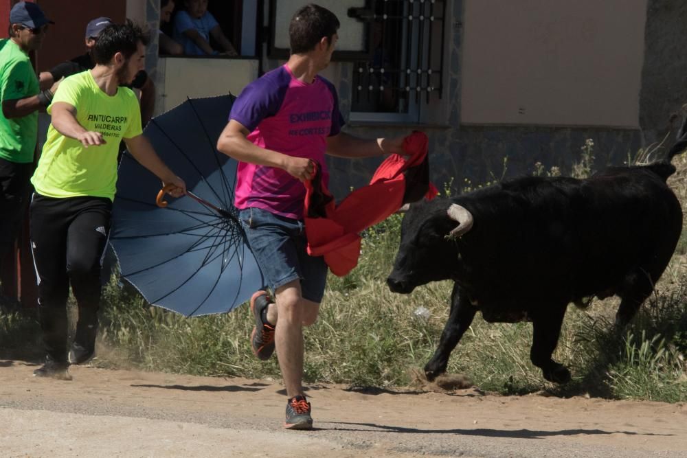 Encierro de Vadillo de la Guareña