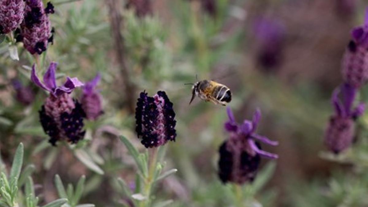 Existen más de 22.000 especies de abejas silvestres en el mundo, de las cuales 1.100 habitan en España.