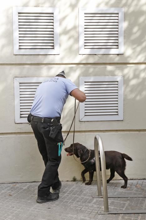 Kira, el nou efectiu de la Unitat Canina de Girona