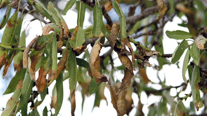 Es muss nicht unbedingt die Xylella sein, es kann sich auch um einen Holzpilz handeln.