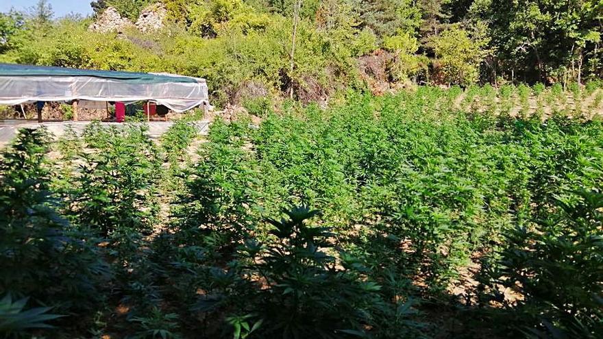 Vuit detinguts per cultivar més de 18.000 plantes de marihuana al Solsonès