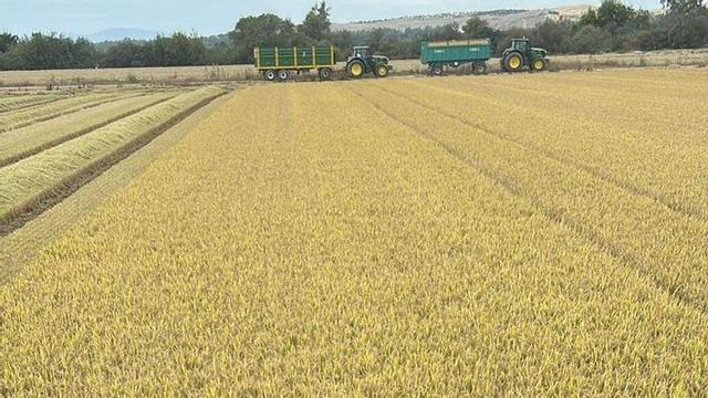 Trabajos de recolección de arroz en las Vegas Altas.