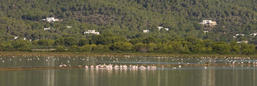 Flamencos en Ibiza