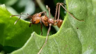Los 10 remedios naturales para acabar con las hormigas en casa