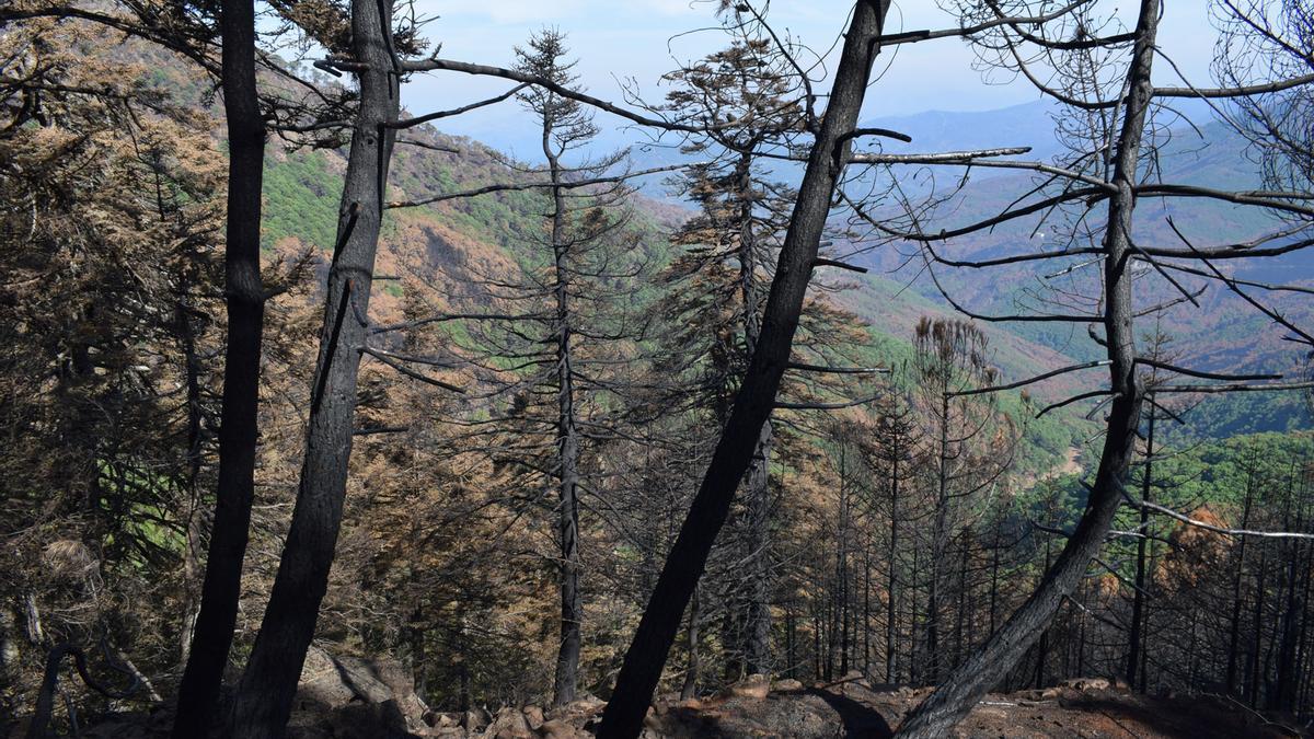 Pinsapos afectados por el incendio de Sierra Bermeja