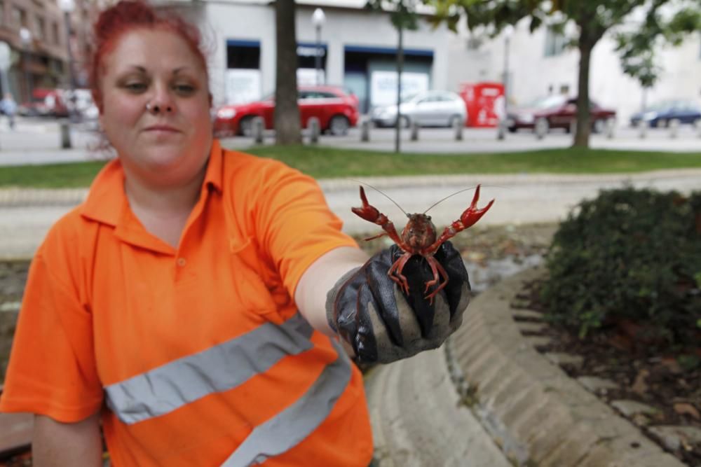 Recogen más de 75 kilos de cangrejo rojo americano en un estanque de Gijón