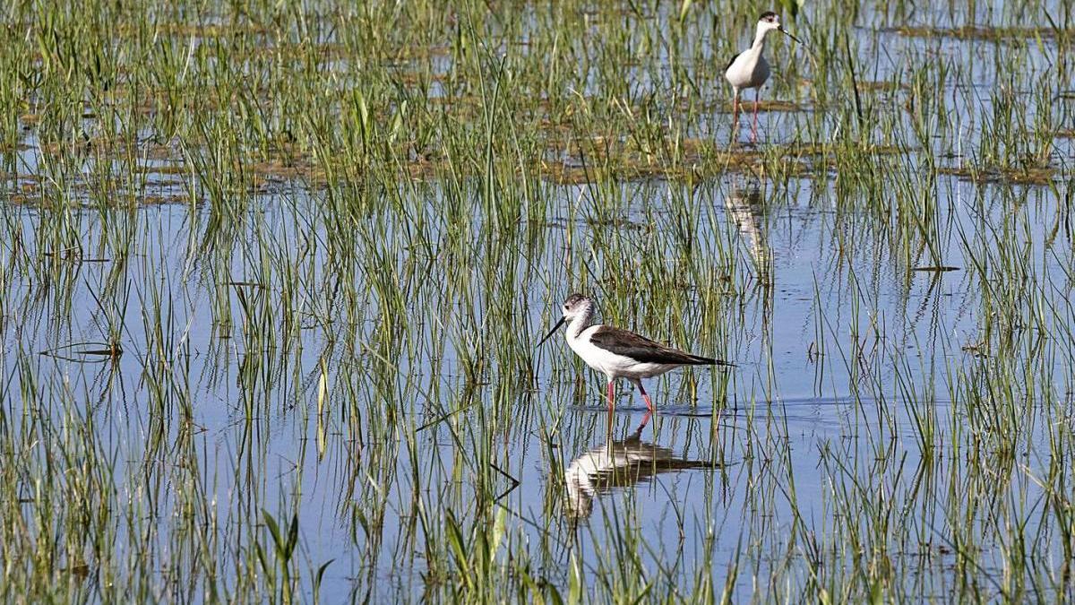 Les aus formen part del paisatge del Parc Natural dels Aiguamolls de l&#039;Empordà