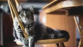 Alimento natural para gatos: así ha cambiado su dieta desde su origen salvaje