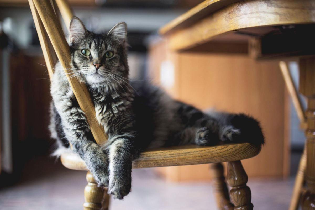 Alimento natural para gatos: así ha cambiado su dieta desde su origen salvaje