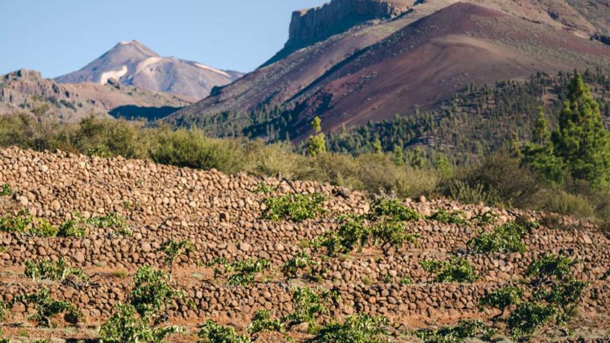 Viñas viejas, vinos atemporales